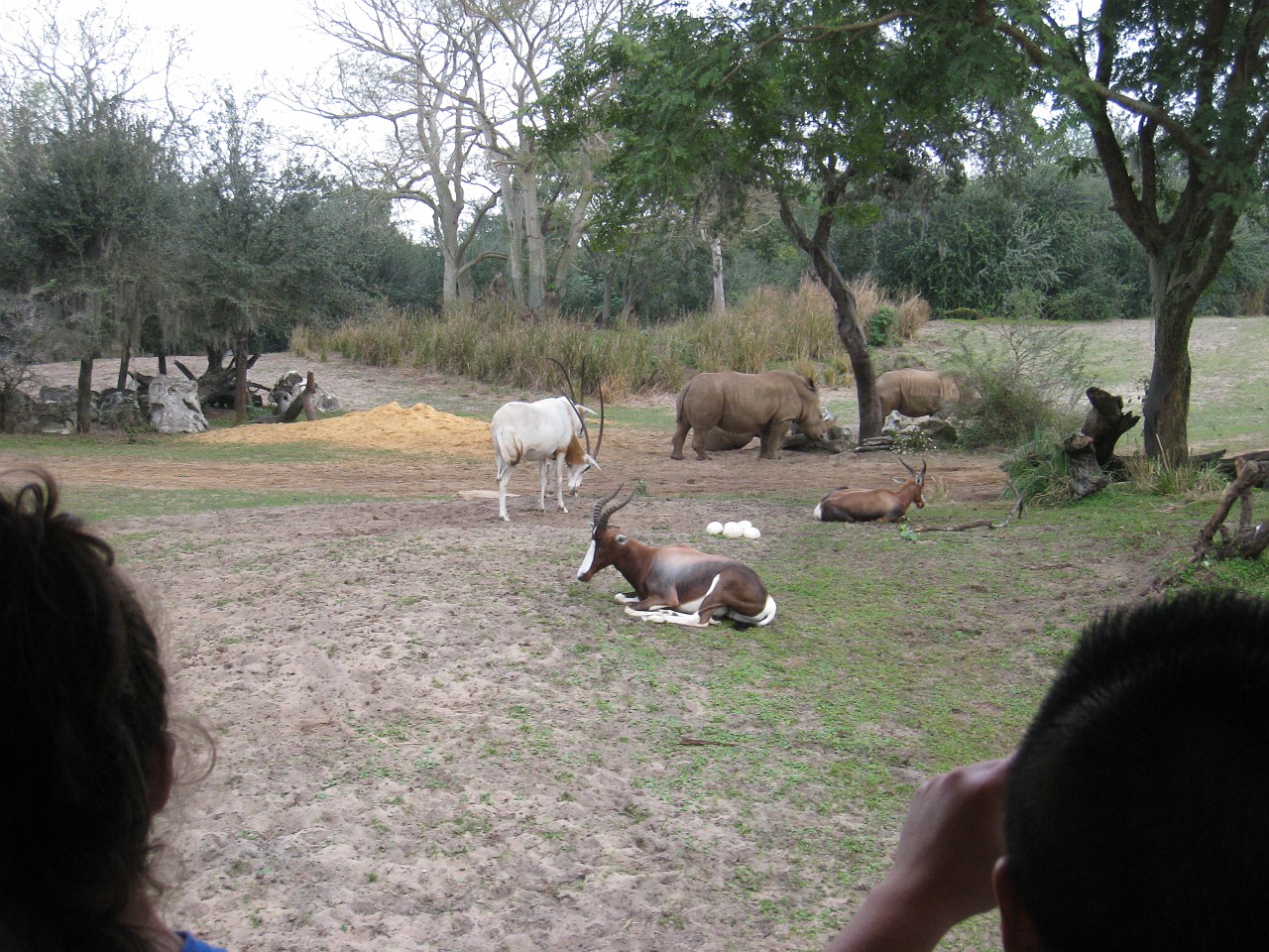 Vacation 2007-12 - Disney Parks  0532.jpg - The 2007-08 vacation to Florida included Disney World. We visited some of the larger theme Resorts along with Animal Kingdom and Disney Hollywood Studios.
